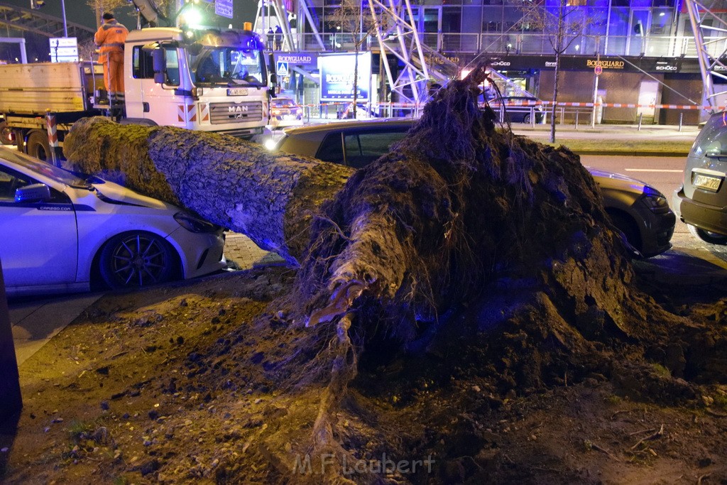 Baum auf PKWs Koeln Mitte Rheinuferstr Goldgasse P030.JPG - Miklos Laubert